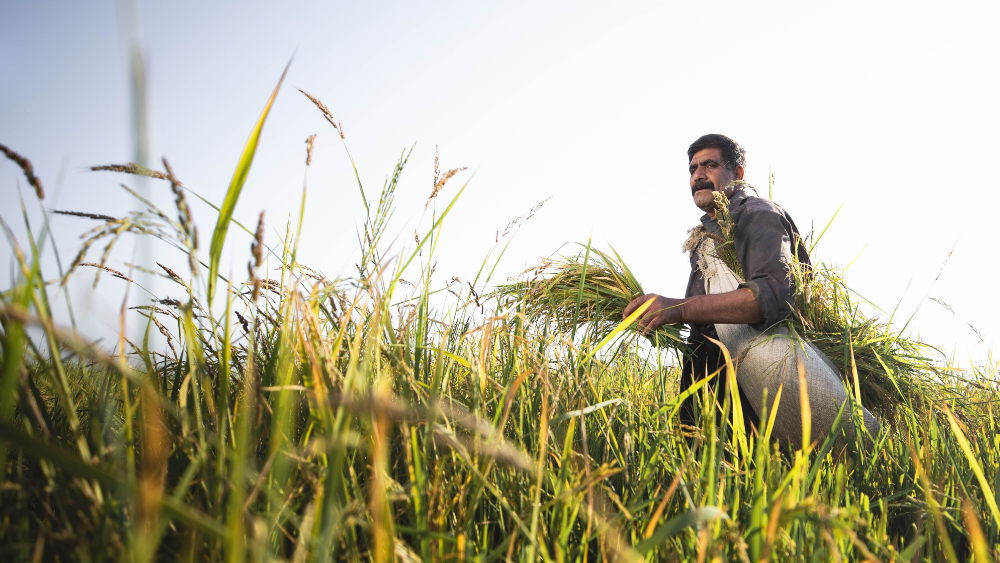 Inheritance Tax Reliefs and Family Farms